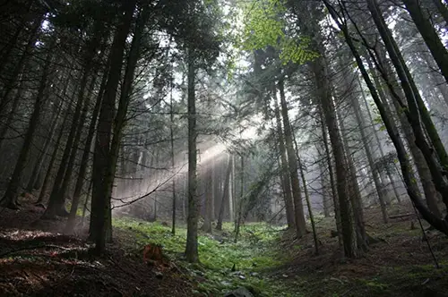La foresta incantata della Sila